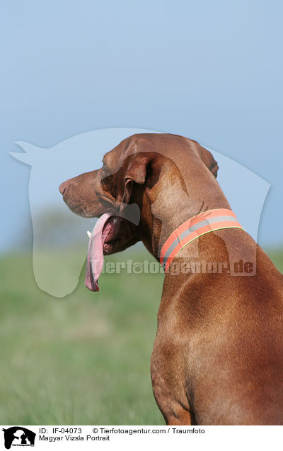 Magyar Vizsla Portrait / IF-04073