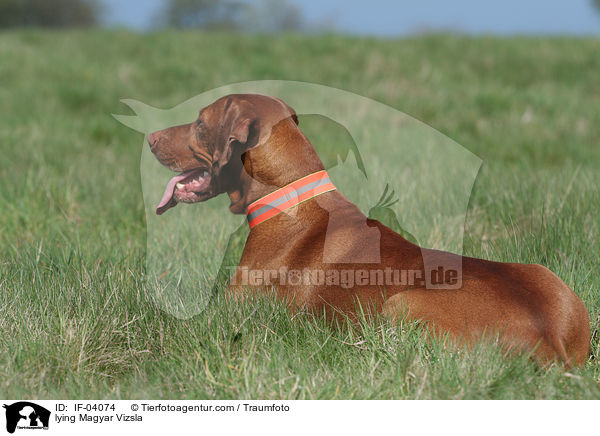 liegender Magyar Vizsla / lying Magyar Vizsla / IF-04074