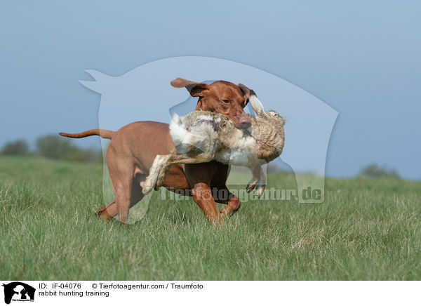 rabbit hunting training / IF-04076