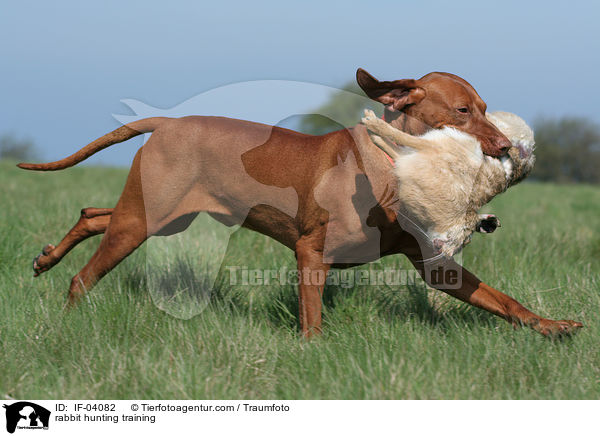 rabbit hunting training / IF-04082
