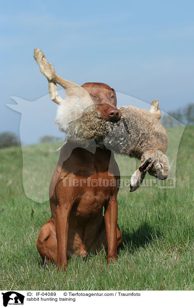 rabbit hunting training / IF-04089
