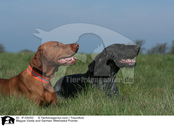 Magyar Vizsla and German Wirehaired Pointer / IF-04093
