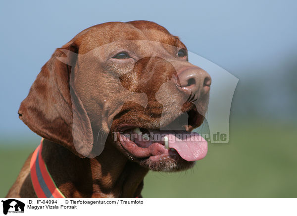 Magyar Vizsla Portrait / IF-04094