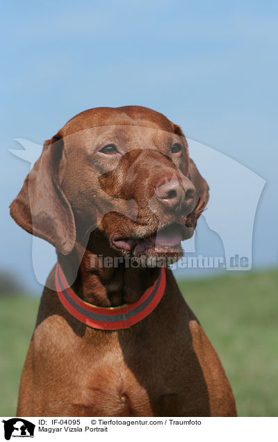 Magyar Vizsla Portrait / Magyar Vizsla Portrait / IF-04095