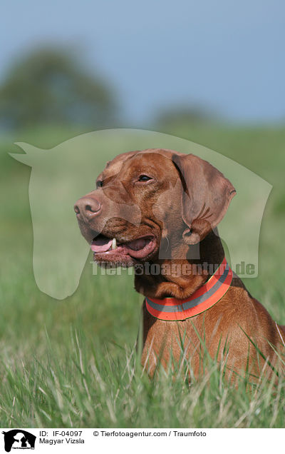 Magyar Vizsla Rde / Magyar Vizsla / IF-04097