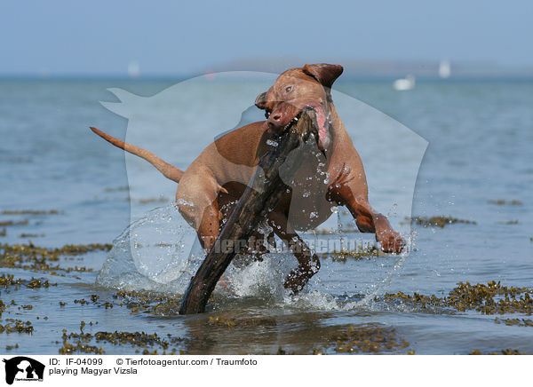 playing Magyar Vizsla / IF-04099