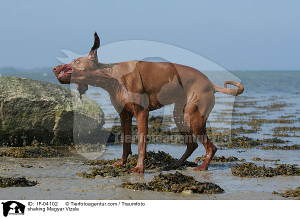shaking Magyar Vizsla / IF-04102
