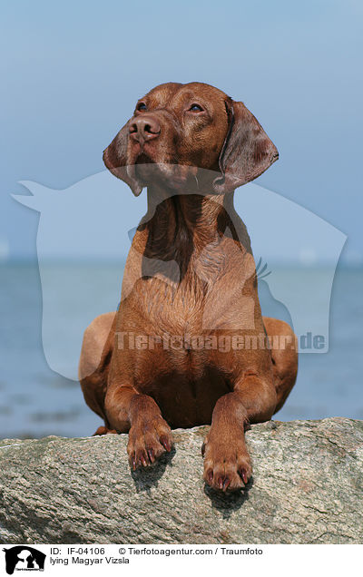 lying Magyar Vizsla / IF-04106
