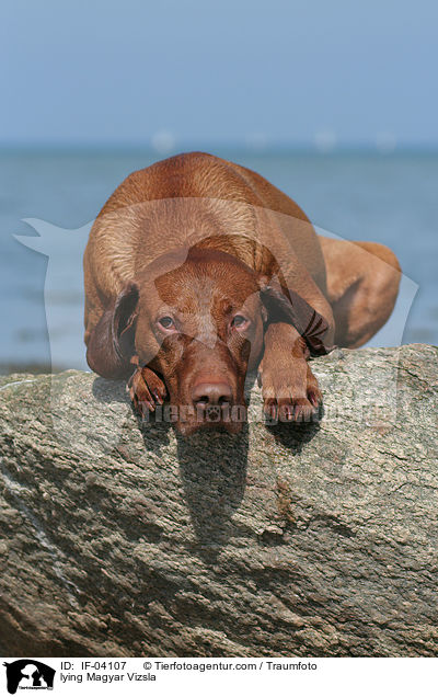 lying Magyar Vizsla / IF-04107