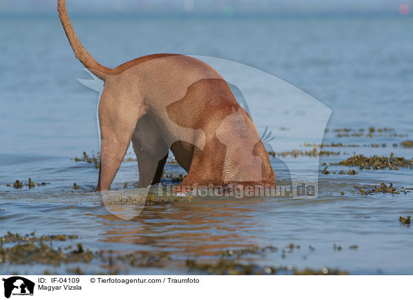 Magyar Vizsla / IF-04109