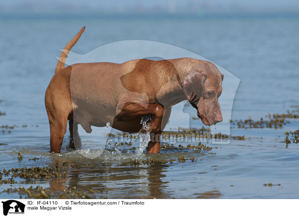 male Magyar Vizsla / IF-04110