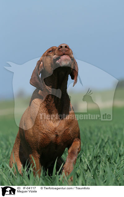Magyar Vizsla / IF-04117