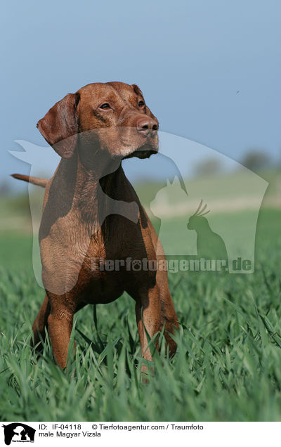 male Magyar Vizsla / IF-04118