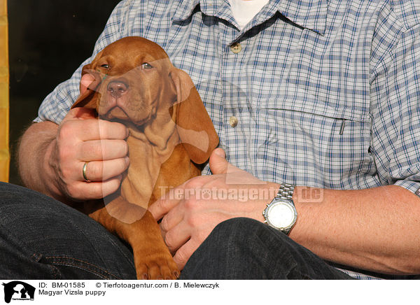 Magyar Vizsla puppy / BM-01585