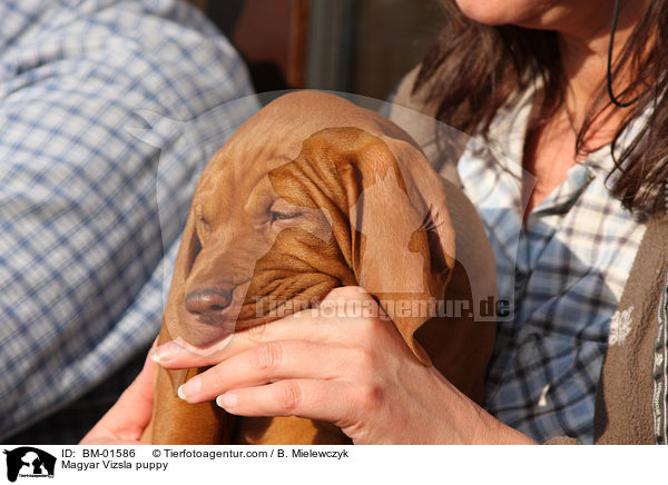 Magyar Vizsla Welpe / Magyar Vizsla puppy / BM-01586