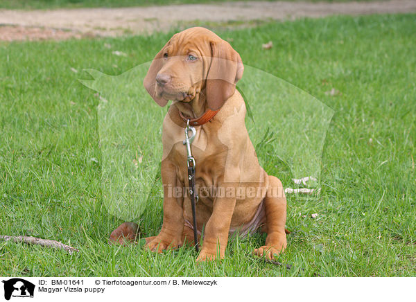Magyar Vizsla puppy / BM-01641
