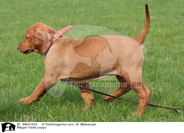 Magyar Vizsla puppy / BM-01643