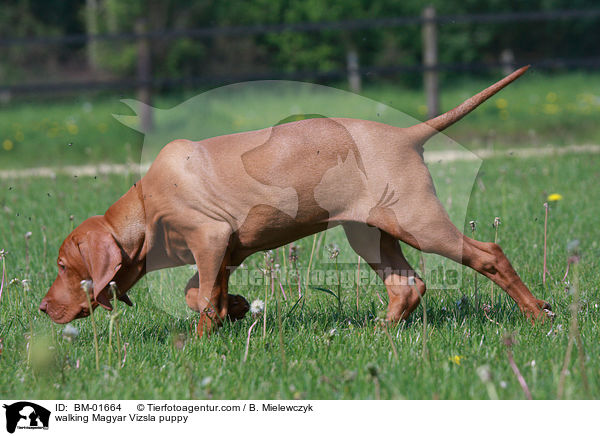 walking Magyar Vizsla puppy / BM-01664