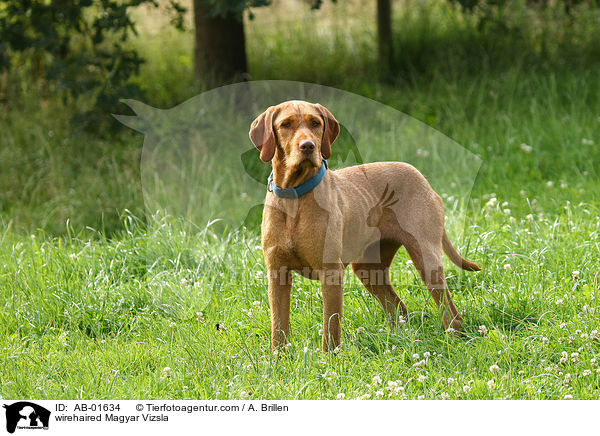 wirehaired Magyar Vizsla / AB-01634