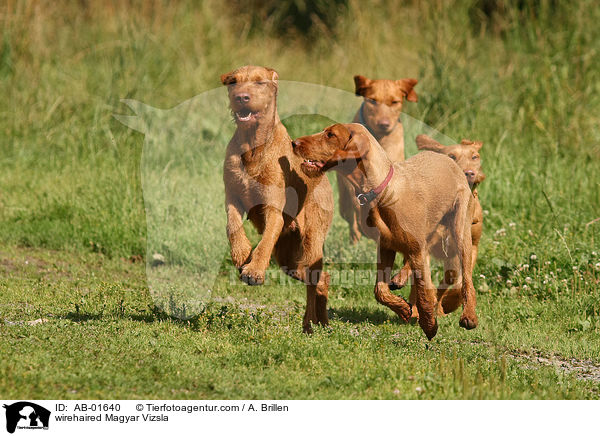 wirehaired Magyar Vizsla / AB-01640