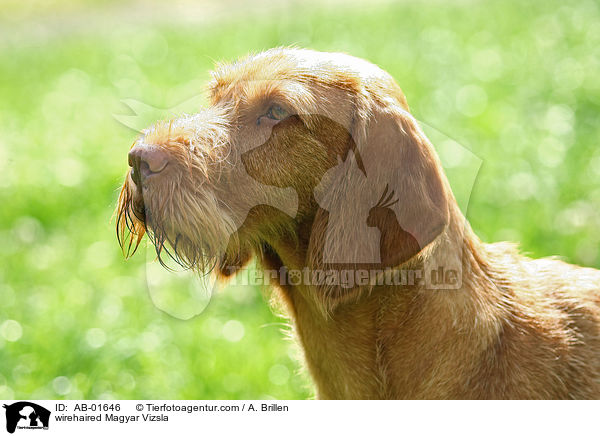 wirehaired Magyar Vizsla / AB-01646