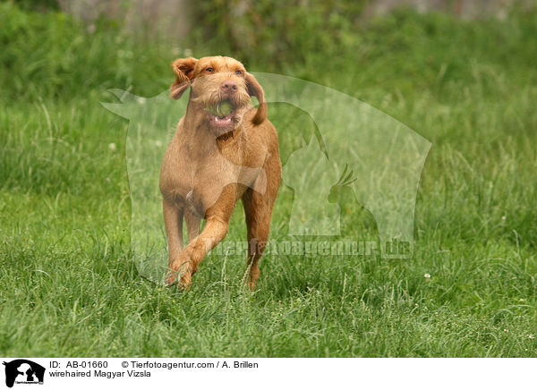 wirehaired Magyar Vizsla / AB-01660