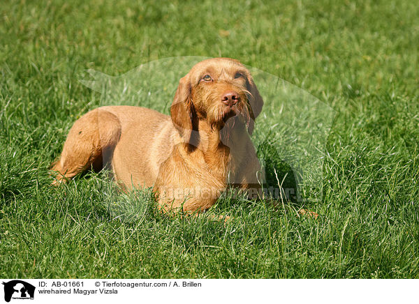 wirehaired Magyar Vizsla / AB-01661