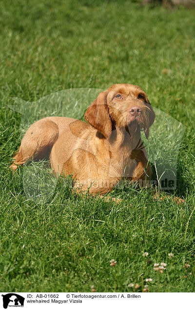 wirehaired Magyar Vizsla / AB-01662