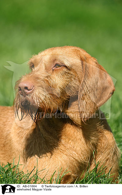 wirehaired Magyar Vizsla / AB-01664