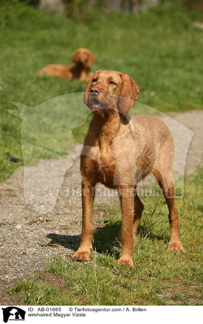 wirehaired Magyar Vizsla / AB-01665