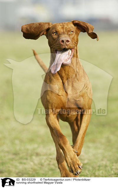 running shorthaired Magyar Vizsla / BS-03229