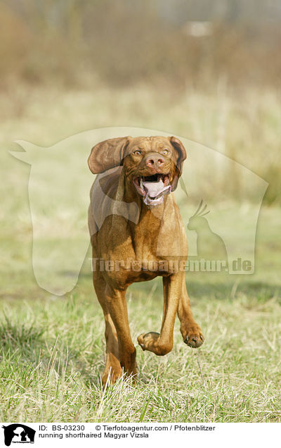 running shorthaired Magyar Vizsla / BS-03230