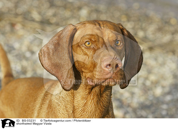shorthaired Magyar Vizsla / BS-03231