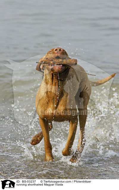 running shorthaired Magyar Vizsla / BS-03237
