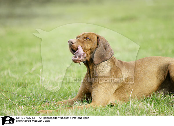 shorthaired Magyar Vizsla / BS-03242