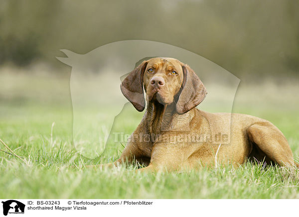 shorthaired Magyar Vizsla / BS-03243