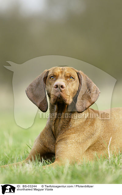 shorthaired Magyar Vizsla / BS-03244