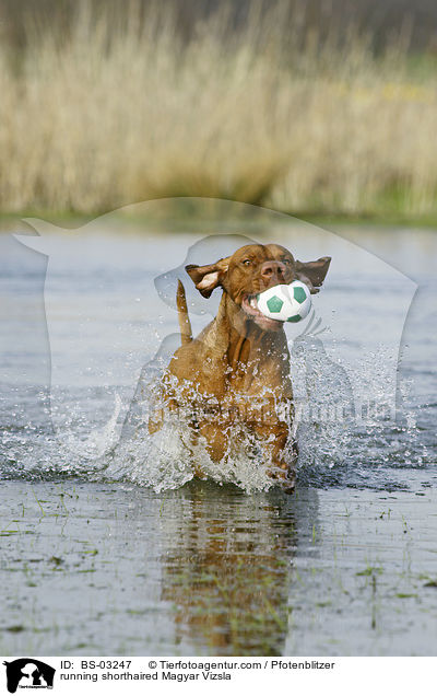 running shorthaired Magyar Vizsla / BS-03247