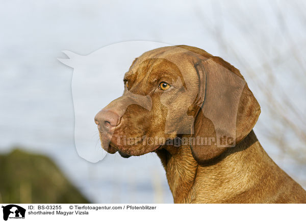 shorthaired Magyar Vizsla / BS-03255