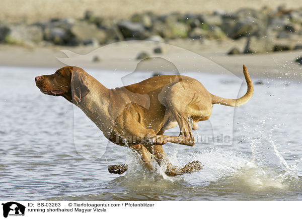 running shorthaired Magyar Vizsla / BS-03263
