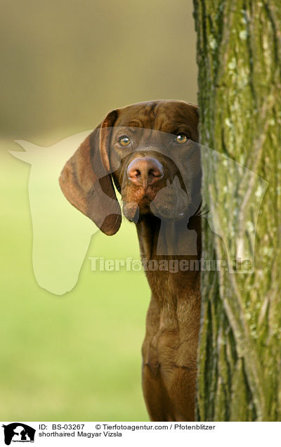 shorthaired Magyar Vizsla / BS-03267