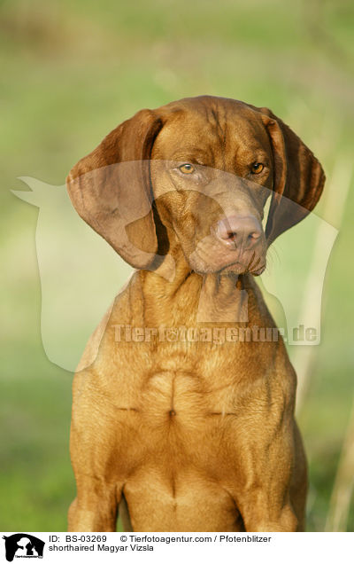 shorthaired Magyar Vizsla / BS-03269
