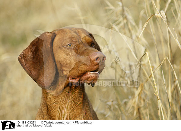 kurzhaariger Magyar Vizsla / shorthaired Magyar Vizsla / BS-03271