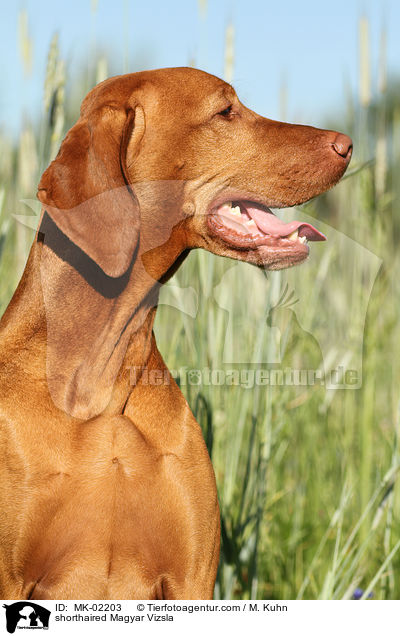 shorthaired Magyar Vizsla / MK-02203