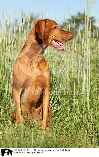 shorthaired Magyar Vizsla / MK-02206