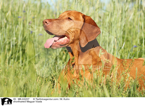 shorthaired Magyar Vizsla / MK-02207