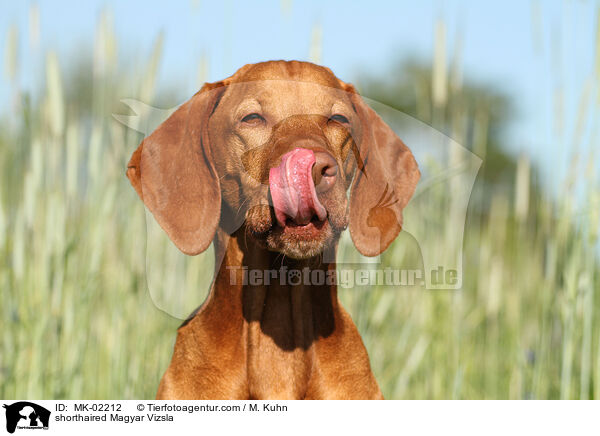 kurzhaariger Magyar Vizsla / shorthaired Magyar Vizsla / MK-02212