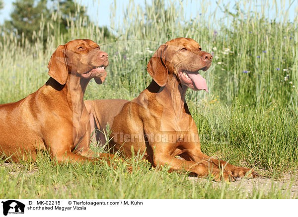 shorthaired Magyar Vizsla / MK-02215