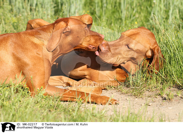 shorthaired Magyar Vizsla / MK-02217
