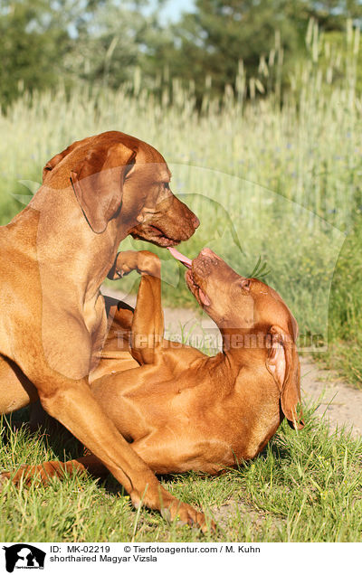 shorthaired Magyar Vizsla / MK-02219